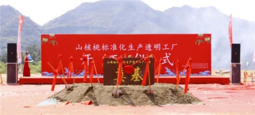 【一线投影】临安区年产10000吨山核桃标准化生产透明工厂项目开工  ！